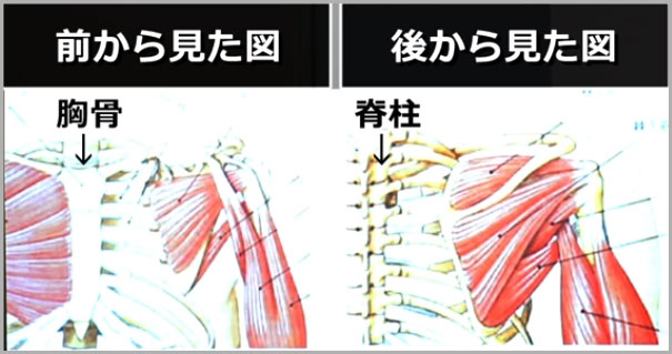 肩甲骨周辺の筋肉図